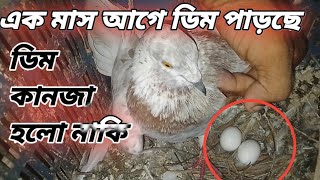 আমার কবুতরের 👇👇ডিম ফুটতেছে না কেন 😱Kabootar Dimapur @BDPigeonsLover