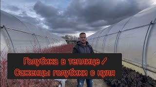 Голубика в Теплице / Маточник / Саженцы / УП "Божий Дар" / Часть 2