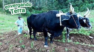 COMEÇANDO O PREPARO DAS LAVOURAS/PUXANDO VERGA COM OS BOIS/ENVERGANDO TERRA