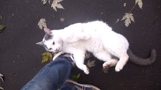 White cat wants cuddles in the cold