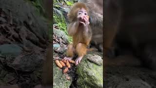 Lovely baby monkey #youtubeshorts #monkeyvideo #monkeys #monkey