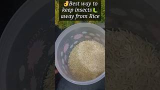 👌Best way to keep insects🐛 away from Rice #shorts #tips #food #easy #ytshorts