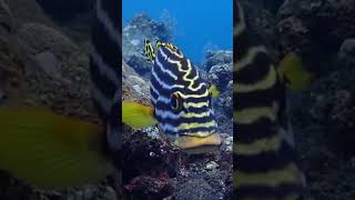 Hanging with the oriental sweet lips in Coral Garden. #bali #dive #diving #tulamben