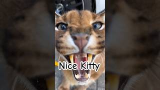 RANGER VS Kitty 🐱 🤪 ||#kittycat #growls #funny #shortvideo #subscribe