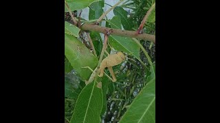 Anacridium aegyptium (Gafanhoto-Do-Egito) a comer folhas de Prunus Dulcis (Amendoeira)