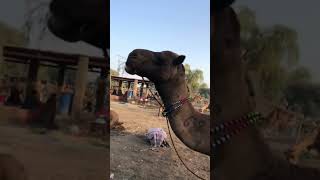 Amazing camels markeet in pakistan #camel #youtubeshorts #animals #camells #youtubevideos ##shorts