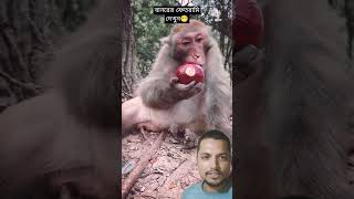 Monkey😎   #shortvideo #funny #viralvideo