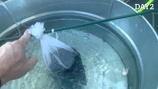 Worm Compost Tea 🪱