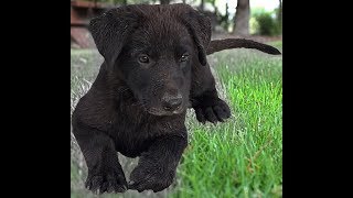 Mirra and Lucky playing with puppies