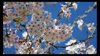 Beautiful Cherry Blossoms Nature View