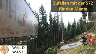 Futter für den Manta - perfektes Holz 🌲