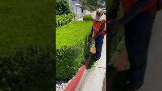  Hedge Trimming