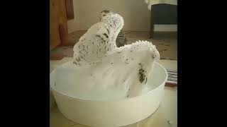 Owl is shocked during bath time