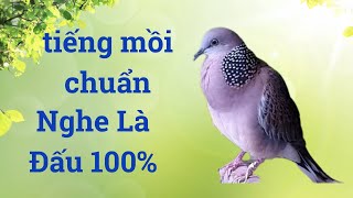 Giọng Cu Gáy Chuẩn Mồi Nghe là Đấu 100% - Cu Gáy Phú Thọ