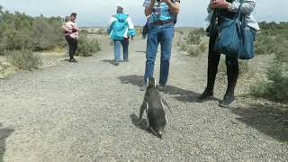 Celebrity Eclipse S.America 2020 Cruise Shore Excursion: Trip to Puerto Madryn and Punto Tombo