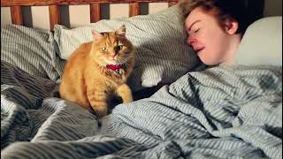 A cat waking up its sleeping owner demanding breakfast. The owner tries to ignore the cat,