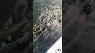 Mesmerizing School Of 🌈 Parrotfish! #shorts #fishing #nature #outdoors #trending #animals #fish #fy