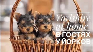 Yorkshire terrier|йоркширские Терьеры|