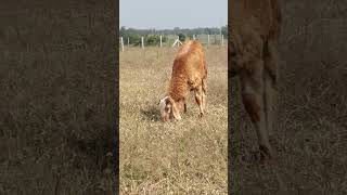 telangana potla open field grazing. #qurbaansheepfarm #telanganapotla #telanganasheep