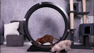 ATHLECAT™ CAT EXERCISE WHEEL