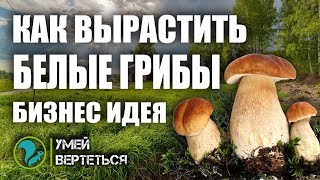 Белые грибы как бизнес идея 2019