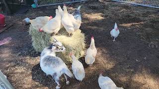 It's new hay bale day!