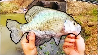 Creek Spillway CRAPPIE SHOWED UP in NUMBERS!