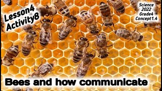 ساينس رابعه ابتدائي Science grade4 2022 Concept1.4 Lesson4 activity8 Bees and communicate with move