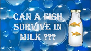 Can a fish survive in milk ????