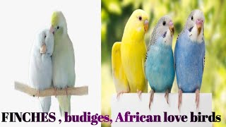 African love birds , love birds, finches@