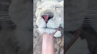 Lion Chin Scratches! CUTE