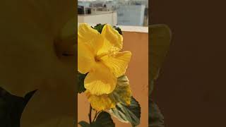 Exploring the Vibrance of Yellow Flowers 🌼 # goldenhibiscus #gold #naturelovers #flowers #meditation