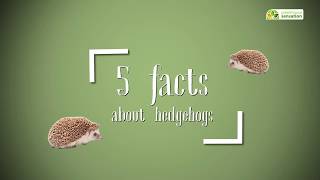 Top 5 Hedgehog Facts