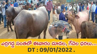 ఈ వారం ఎర్రగడ్డ సంత లో దూడల ధరలు | erragadda market in hyd