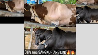 SORE HARI BERSAMA SANGKURIANG DAN FUL SAPI JUMBO AKBAR FARM🔥