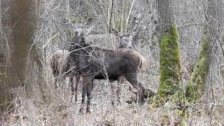 Jelenie Byki 🦌🦌🦌 Zrzuty Jeleni 2021😉