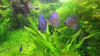 Inside the Aqua One 1800RT aquarium - Discus fish in a planted tank