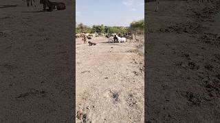 Beautiful goats come to the river for water in Thar  🐐🐏🐐🐐🐐🌹🌹🌹❤