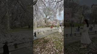 Cherry Blossoms, Central Park, New York City 🌸 👀 #cherryblossom #springinnyc #centrqlpark #4kwalk