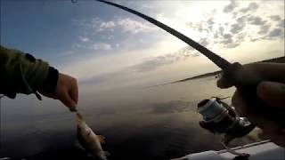 Ловля окуня в устье Лиелупе. Perch fishing.  - # 026