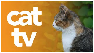 CAT TV | Variety Video for Cats to Watch | Exciting Wildlife and Nature Watching Experience!