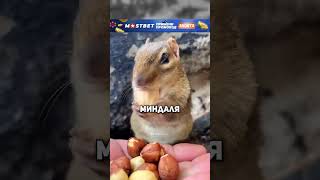 🐿🌰 Как привлечь милую белочку миндалём! #freekino