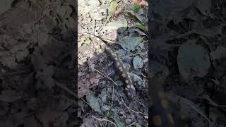 yellow spotted salamander