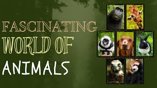 Wildlife animals