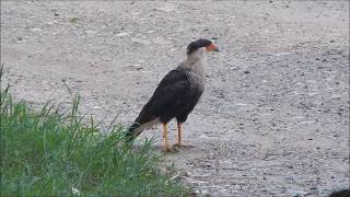 Crested Caracara | Caracara cheriway