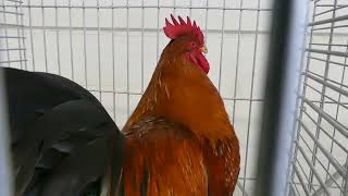 Gallus gallus f. domestica ´Velsumka´