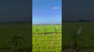 Train Ride | Beautiful Rice Fields #shorts