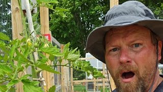 SBG Life is live! Planting tomatoes, summer squash, zucchini, and more!