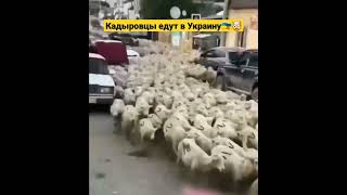 Кадыровцы едут в Украину #дон #кадыровцы #кадыров #кадырич #донбас #войнаукраина #украинавойна