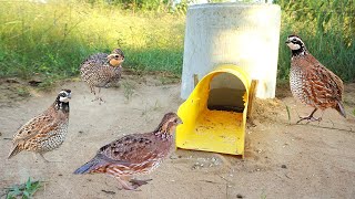 Trapping quail with snare make from bottle and deep hole - Easy simple quail bird trap